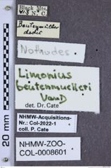 Etiketten zu Limonius beutenmuelleri (NHMW-ZOO-COL-0008601)